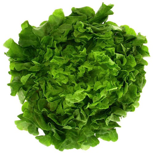 Naturalia Salade feuille chêne verte Bio pièce