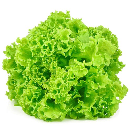 Naturalia Salade batavia verte Bio pièce