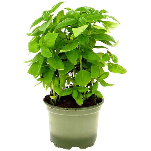 Naturalia Basilic Bio en pot