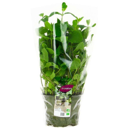 Naturalia Menthe Bio en pot