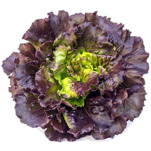 Naturalia Salade feuille chêne rouge Bio pièce